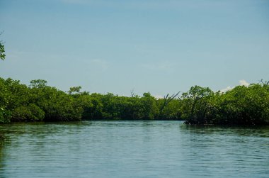 Orman Tur Cancun mangroves bir hız teknede
