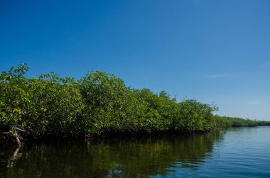 Orman Tur Cancun mangroves bir hız teknede