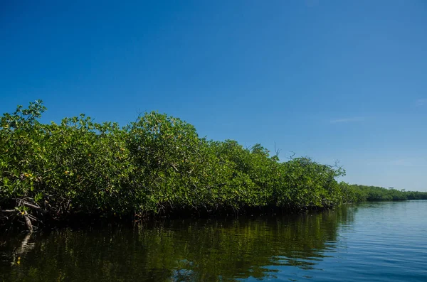 Djungel Tur Motorbåt Cancun Mangrove — Stockfoto