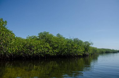 Orman Tur Cancun mangroves bir hız teknede
