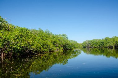 Orman Tur Cancun mangroves bir hız teknede