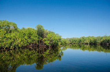 Orman Tur Cancun mangroves bir hız teknede