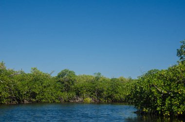 Orman Tur Cancun mangroves bir hız teknede