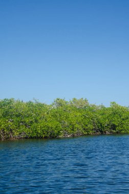 Orman Tur Cancun mangroves bir hız teknede