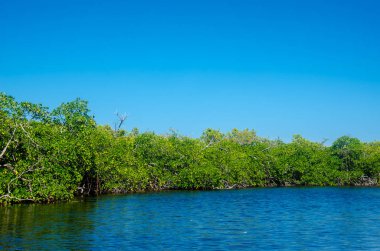 Orman Tur Cancun mangroves bir hız teknede