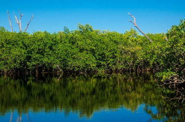 Dschungel Tour Auf Dem Speedboot Durch Mangroven — Stockfoto