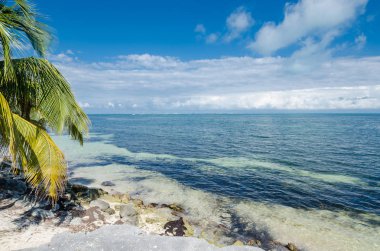 Meksika Karayipler kayalık plaj