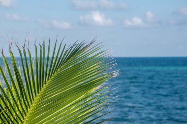 Karayip Denizi ve avuç içi doğal görünümünü