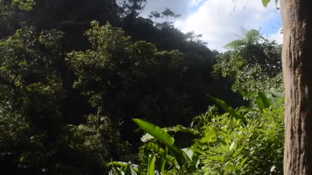 Floresta Tropical Costa Rica — Vídeo de Stock