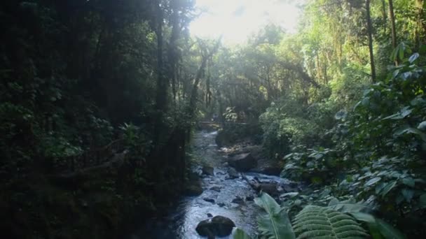 Regnskog Costa Rica — Stockvideo