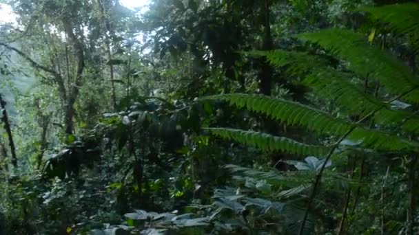 Selva Tropical Costa Rica — Vídeos de Stock