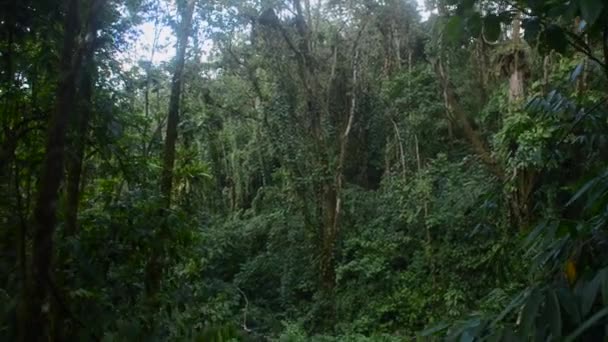 Forêt tropicale au Costa Rica 