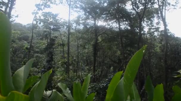 코스타리카의 열대우림 — 비디오