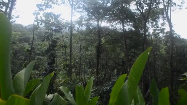 Selva Tropical Costa Rica — Vídeos de Stock