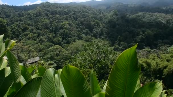 Vista Del Volcán Poas Desde Selva Tropical — Vídeo de stock