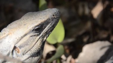 Chichen Itza'da Iguana, Meksika