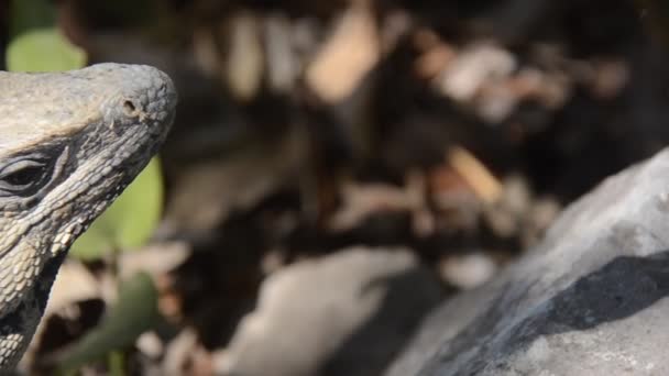 Игуана Чичен Ица Мексика — стоковое видео