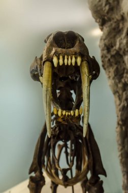 Müzede soyu tükenmiş smilodon kaplanı
