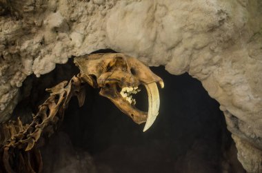 Müzede soyu tükenmiş smilodon kaplanı