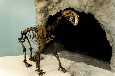 Müzede soyu tükenmiş smilodon kaplanı