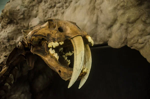 Müzede soyu tükenmiş smilodon kaplanı