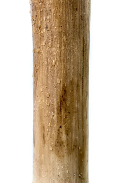 Toros envernizados de bambu com fundo branco e gotas de chuva — Fotografia de Stock