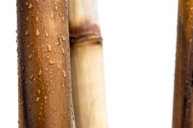 Beyaz arka plan ve yağmur damlaları ile Bambu vernikli günlükleri