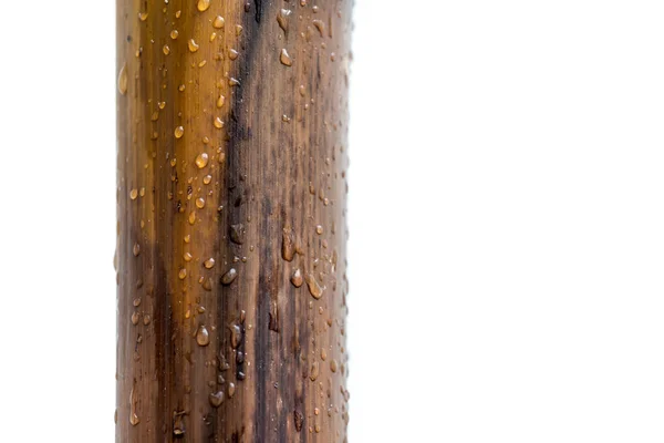 Toros envernizados de bambu com fundo branco e gotas de chuva — Fotografia de Stock