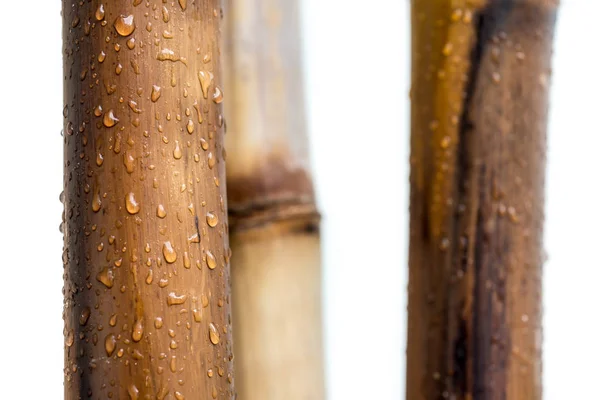 Grumes vernis bambou avec fond blanc et gouttes de pluie — Photo