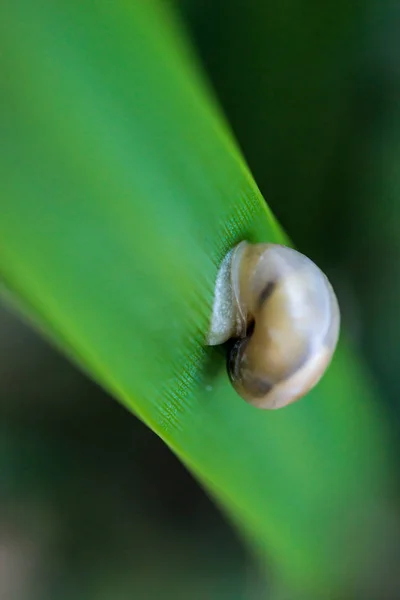 Lumaca minuscola sopra una foglia — Foto Stock