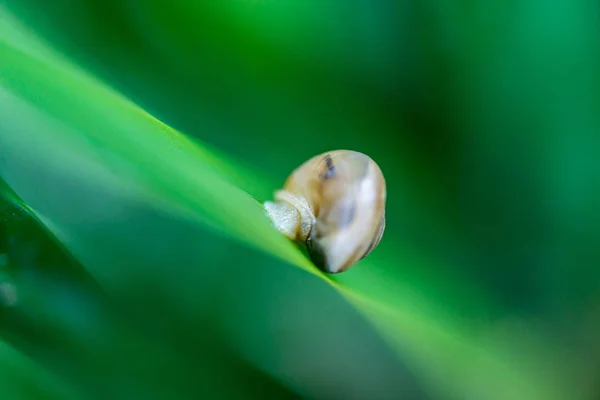 葉の上に小さなカタツムリ — ストック写真