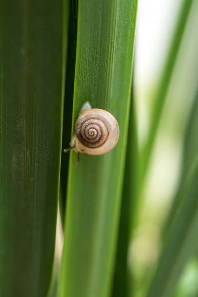 Lumaca minuscola sopra una foglia — Foto Stock