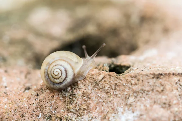 Lumaca minuscola sopra una foglia — Foto Stock