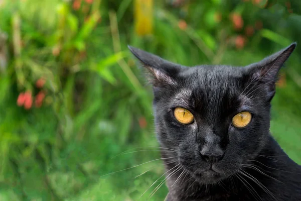 Close Van Een Zwarte Kat Een Tuin — Stockfoto