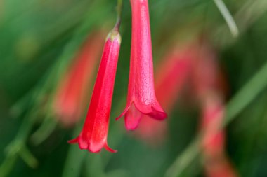 Russelia equisetiformis ornamental garden flower close up clipart