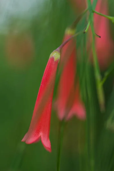 Russelia equisetiformis ornamental garden flower close up