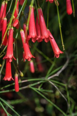 Russelia eşbiçimli süs bahçesi çiçeği. Yaklaş.