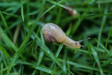 Bir yaprağın üzerinde küçük salyangoz