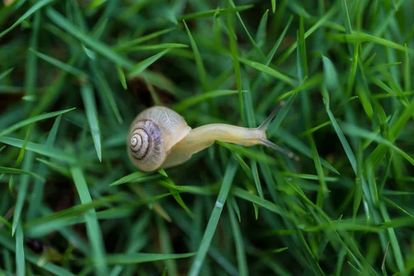 Bir yaprağın üzerinde küçük salyangoz