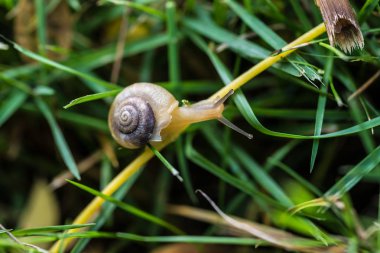 Bir yaprağın üzerinde küçük salyangoz
