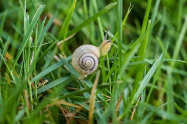 Bir yaprağın üzerinde küçük salyangoz