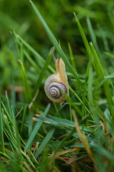 Kleine slak over een blad — Stockfoto