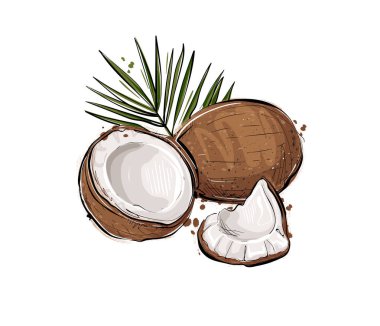 Bir Hindistan cevizi vektör çizim