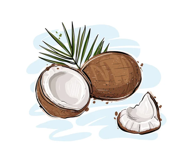 Vectorillustratie Van Een Kokosnoot — Stockvector