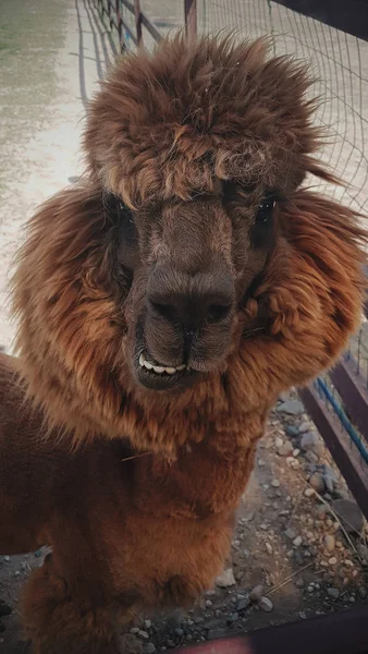 Funny Alpacas Fluffy Llamas Zoo Farm Royalty Free Stock Photos