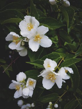 Yağmur sonra Yasemin bush Blossoming