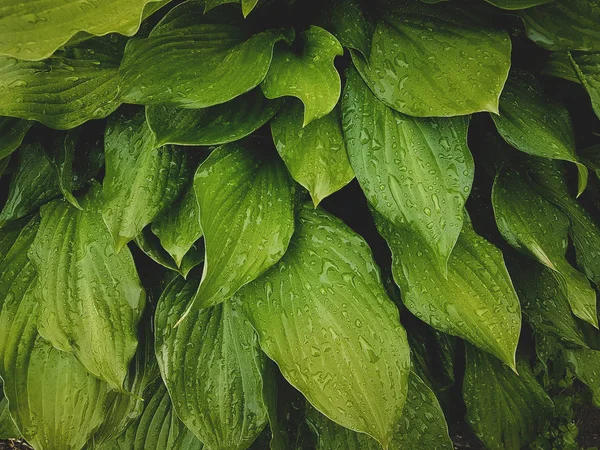 Tropical leaves close-up, Greenhouse, Atmospheric background