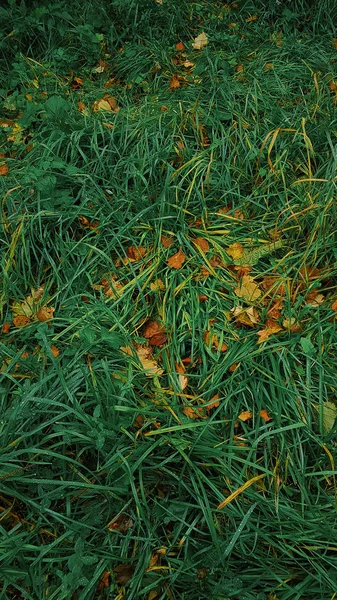 Φύλλωμα Πτώσης Φθινόπωρο Χόρτο Φύλλα Topview — Φωτογραφία Αρχείου