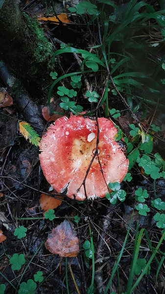 Waldpilze Landleben — Stockfoto