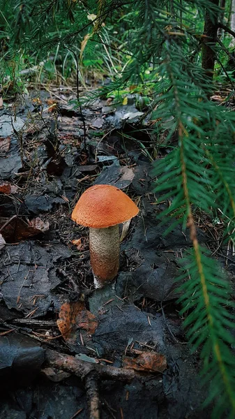 Oranje Cap Bronskleurig Paddestoel Bos — Stockfoto